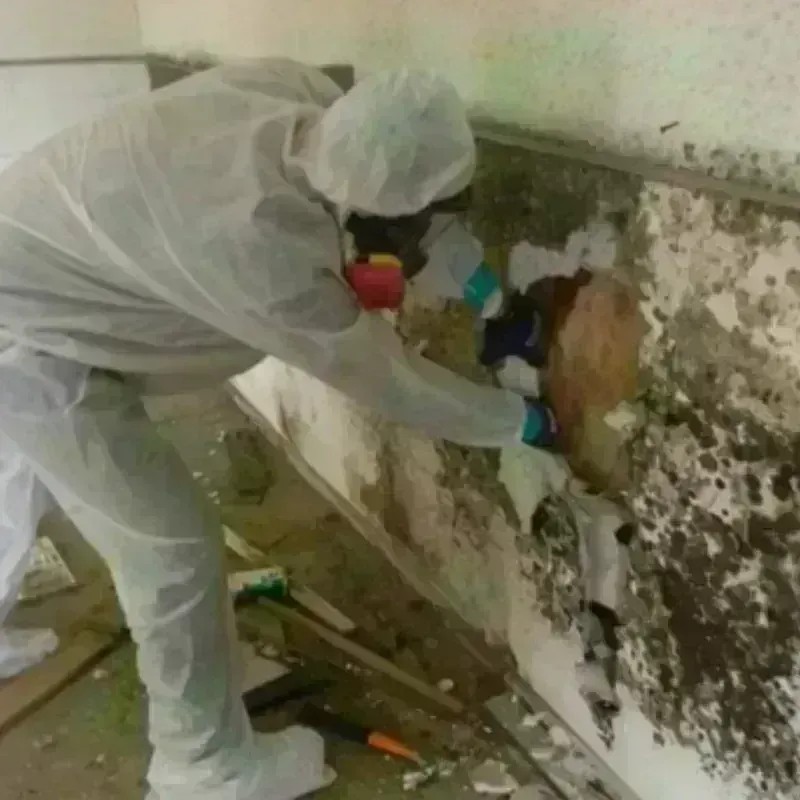 Mold Remediation and Removal in Caddo, OK